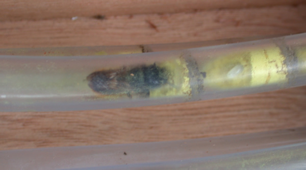 Osmia Rufa adding pollen