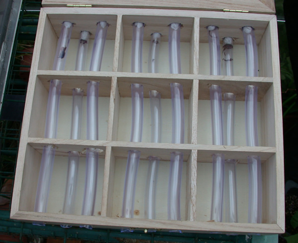 Inside an observation hive