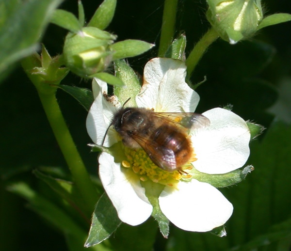 Bee on Flower
